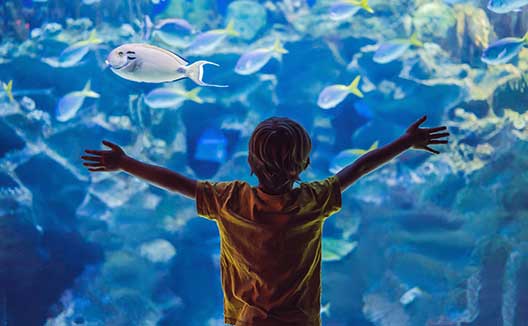 Kid up against fish tank at aquarium